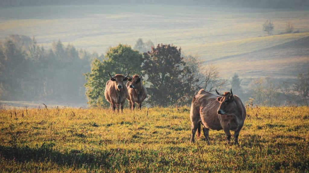 Three cows grazing in a sunlit meadow under a calm summer sky, evoking rural serenity.